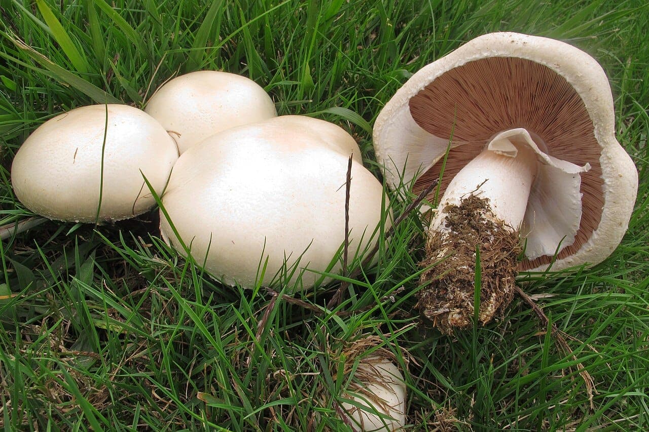 Agarics des jachères (Agaricus arvensis) blancs et ronds comme des boules de neige dans l'herbe, un exemplaire retourné montrant ses lames brun chocolat, jamais blanches