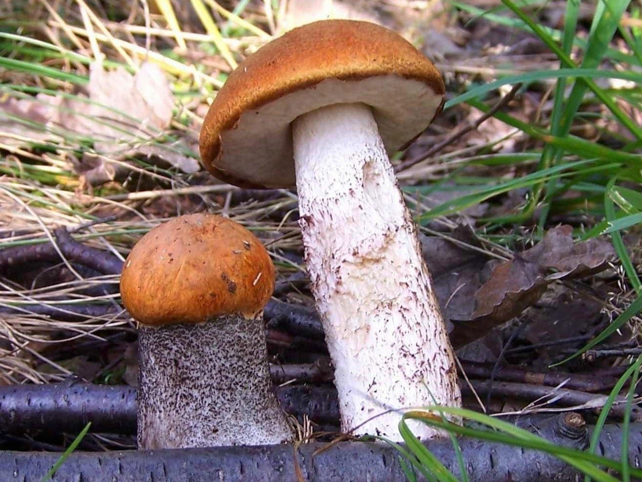 Pied du bolet orangé couvert de mèches, à côté d'un jeune exemplaire au chapeau encore bombé