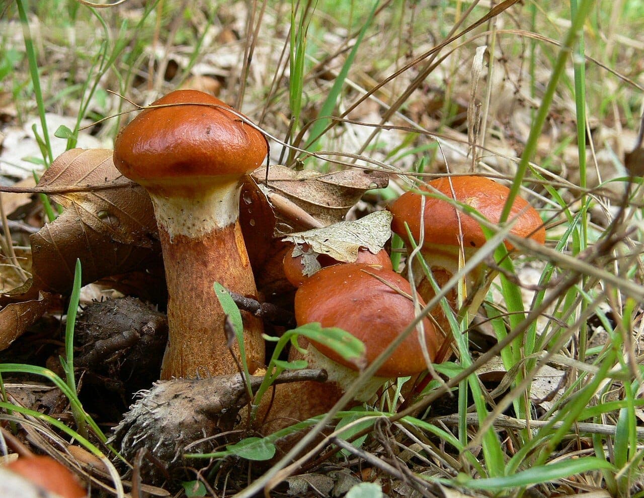 Pieds orangé roux de bolets élégants en touffe, zone plus pâle sous le chapeau correspondant à l'anneau membraneux