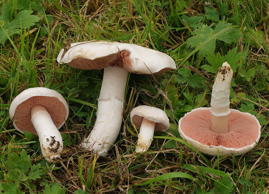Rosé des prés (Agaricus campestris) : chapeau blanc et lames roses dans une prairie