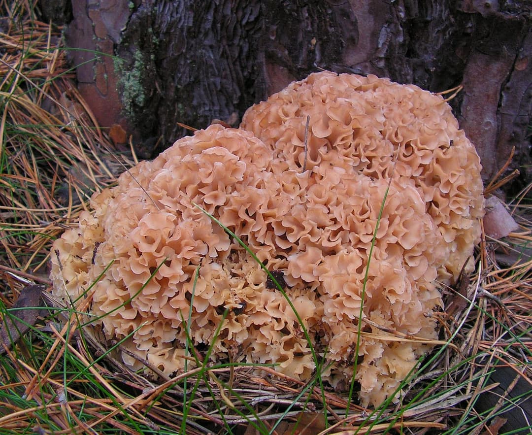 Touffe de sparassis crépu (Sparassis crispa) couleur crème à ocre rosé, lanières crépues et serrées, au pied d'un pin