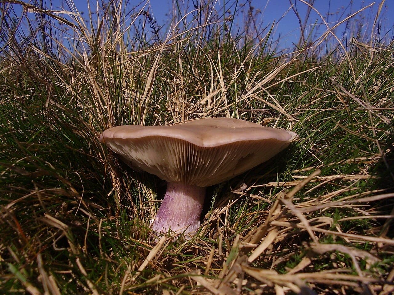 Pied violet (Lepista personata) dans l'herbe d'une prairie, chapeau beige à brun-gris, lames pâles et base du pied teintée de violet