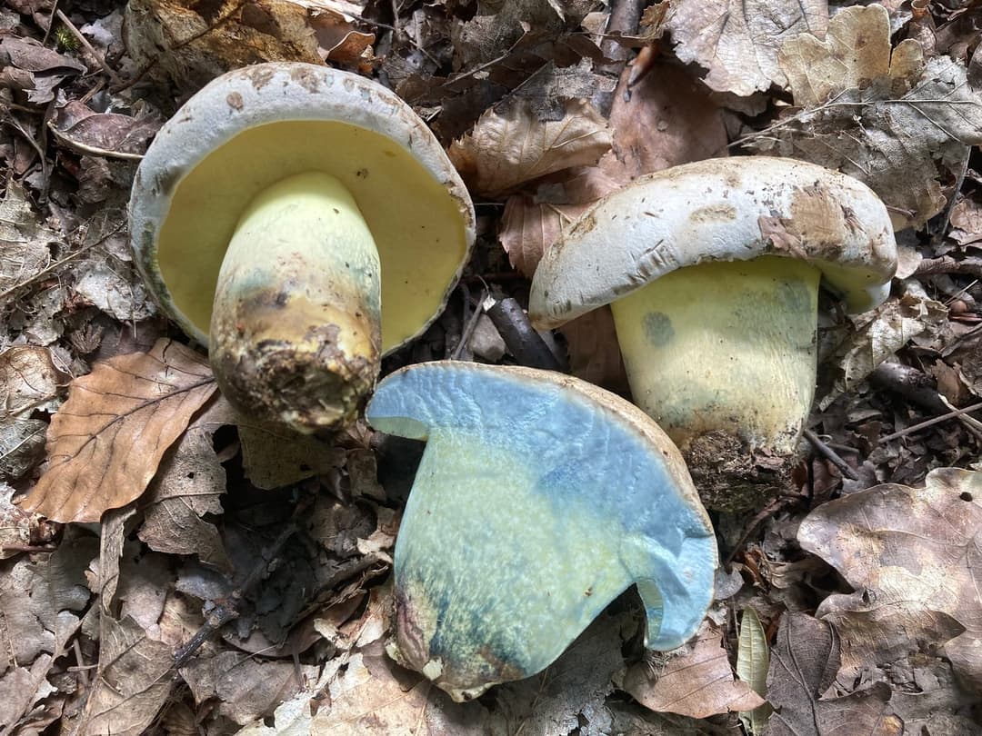 Bolets radicants (Caloboletus radicans) coupés en deux : chapeau blanchâtre mat, tubes jaunes et chair bleuissant intensément au contact de l'air