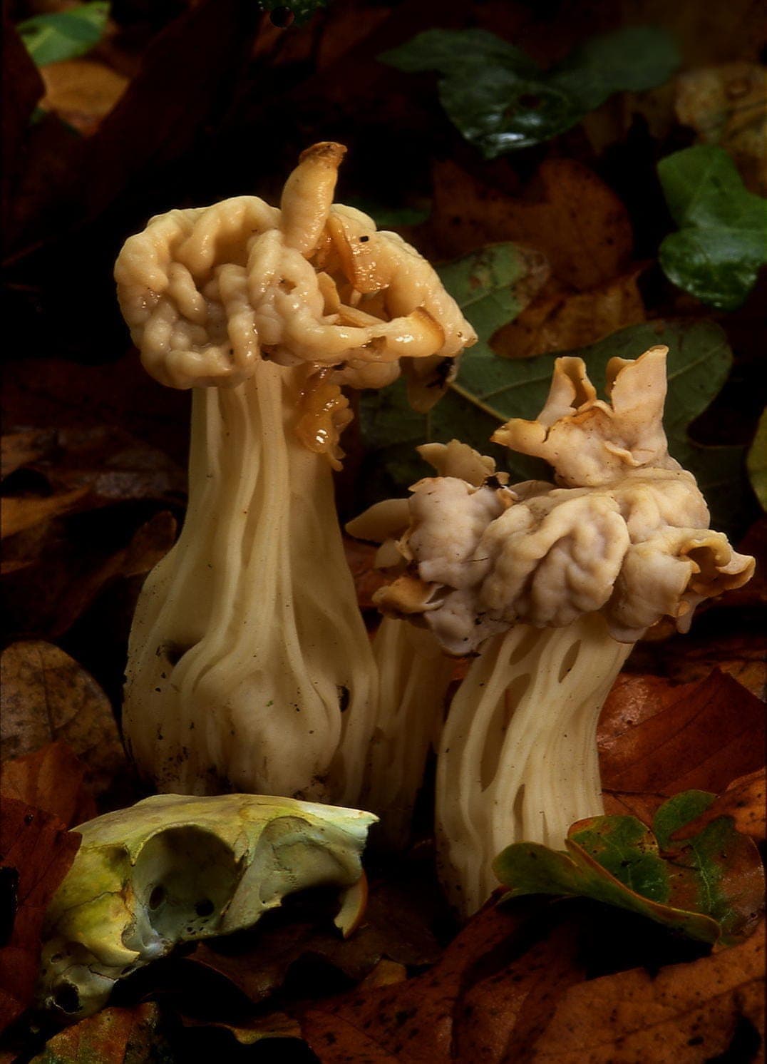 Deux helvelles crépues (Helvella crispa) au chapeau crème lobé en selle et au pied blanc profondément sillonné, dans la litière de feuilles