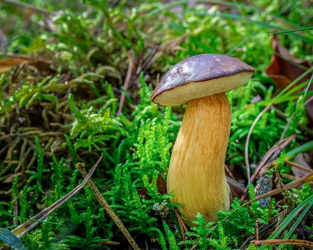 Chapeau brun châtain luisant et bombé d'un jeune bolet bai vu de profil, posé sur un pied jaune paille