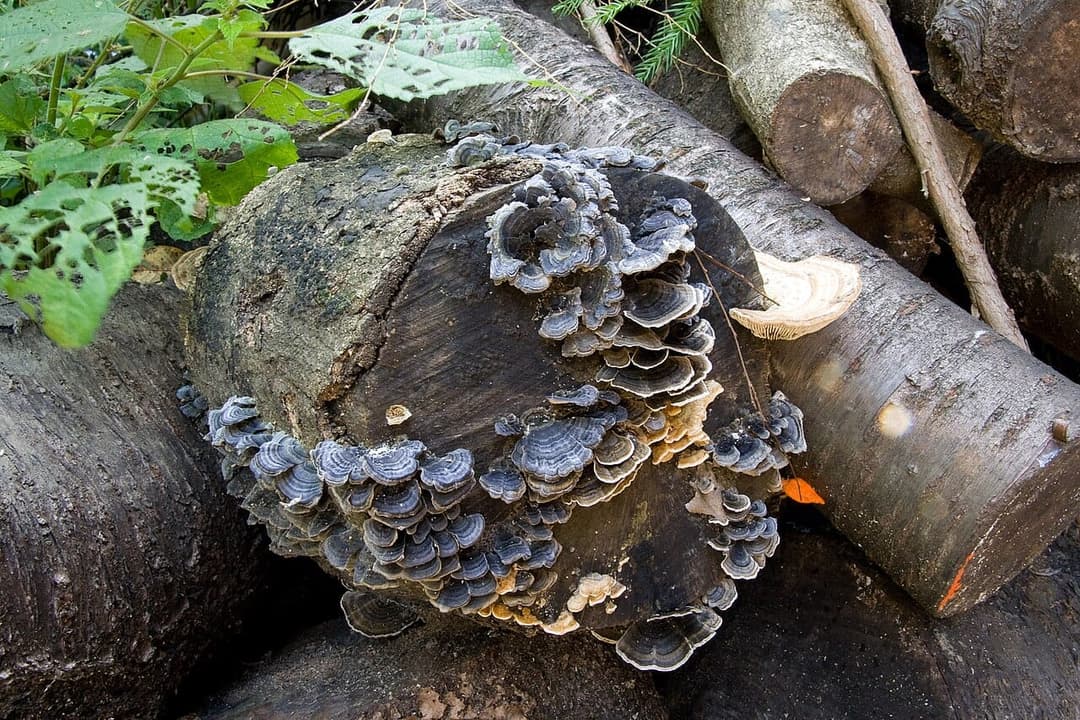 Touffe de tramètes versicolores (Trametes versicolor) aux consoles minces zonées de gris et de brun, soudées sur une bille de bois mort