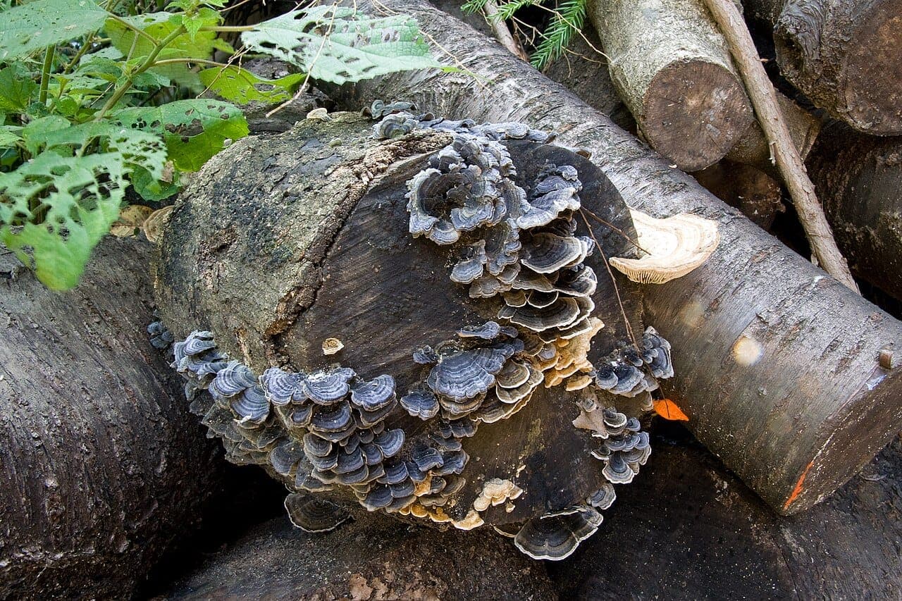 Touffe de tramètes versicolores (Trametes versicolor) aux consoles minces zonées de gris et de brun, soudées sur une bille de bois mort