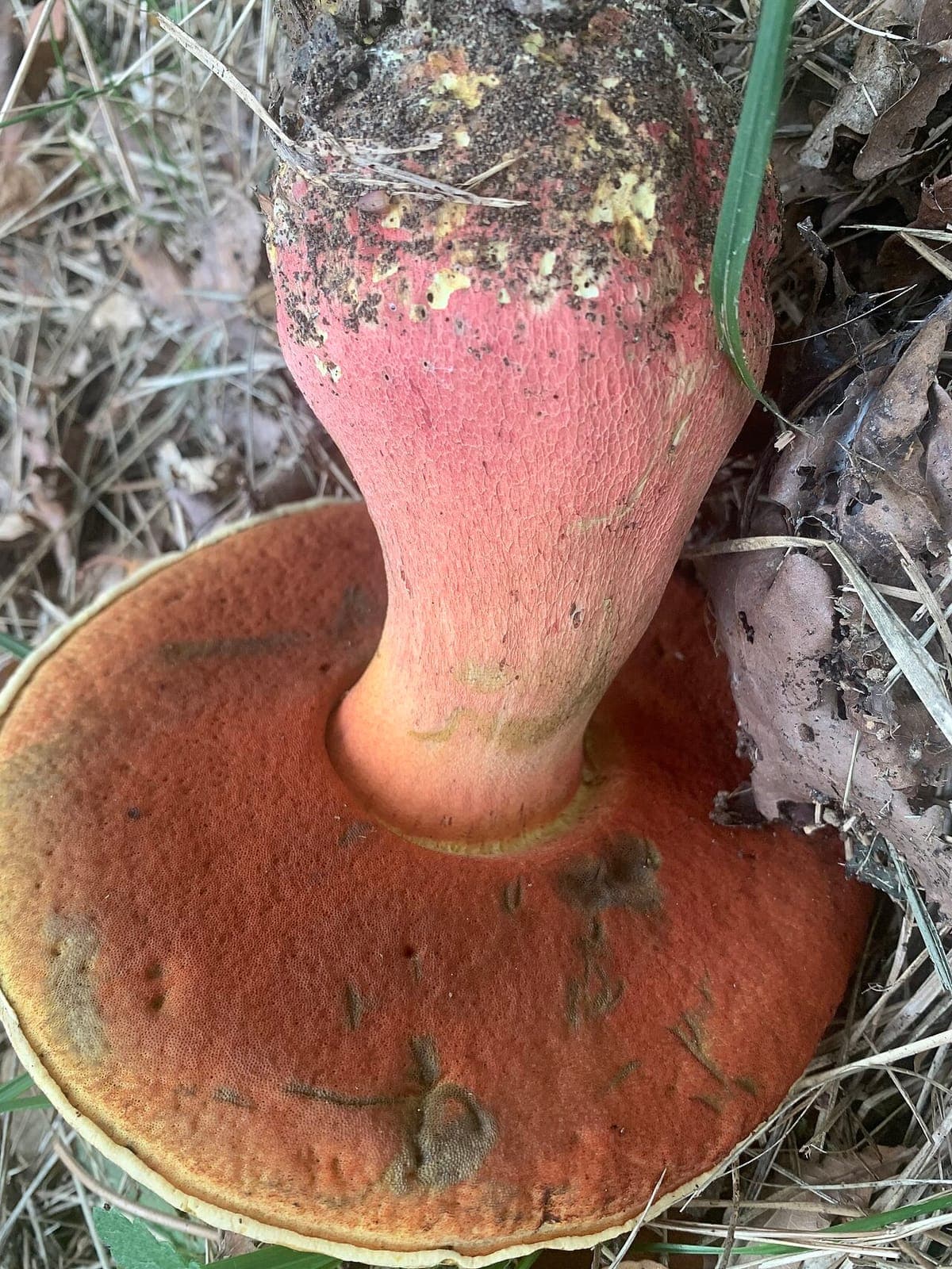 Pied renflé du bolet de Satan couvert d'un réseau (réticule) rouge sur fond rose, au-dessus des pores rouges