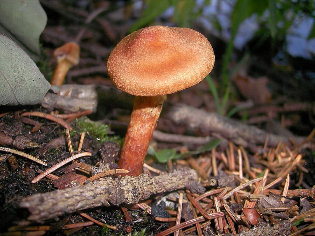 Cortinaire couleur de rocou (Cortinarius rubellus) roux orangé à pied fauve, dans les aiguilles de conifères
