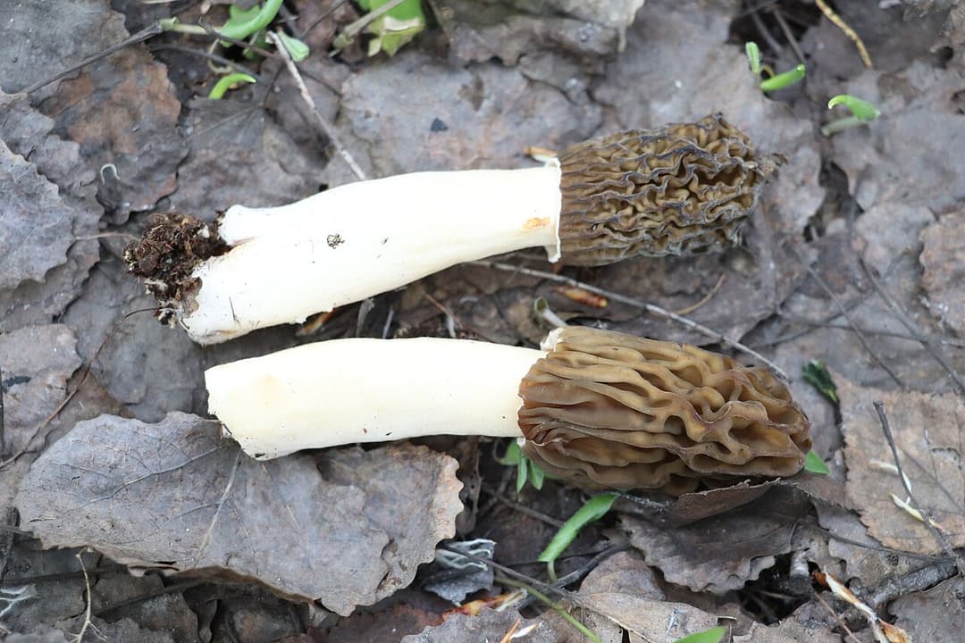 Deux verpes de Bohême (Verpa bohemica) couchées : chapeau brun à plis longitudinaux sinueux et pied blanc épais