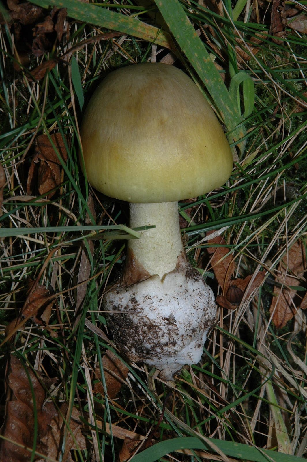 Chapeau bombé vert olive à jaune verdâtre de l'amanite phalloïde, vu de dessus dans l'herbe