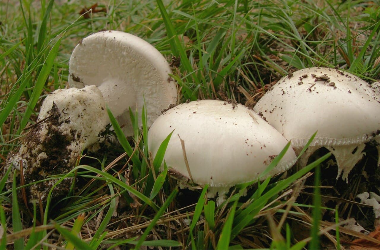 Amanites ovoïdes (Amanita ovoidea), grandes amanites blanches charnues du Midi, l'une montrant sa base engainée dans une volve blanche épaisse
