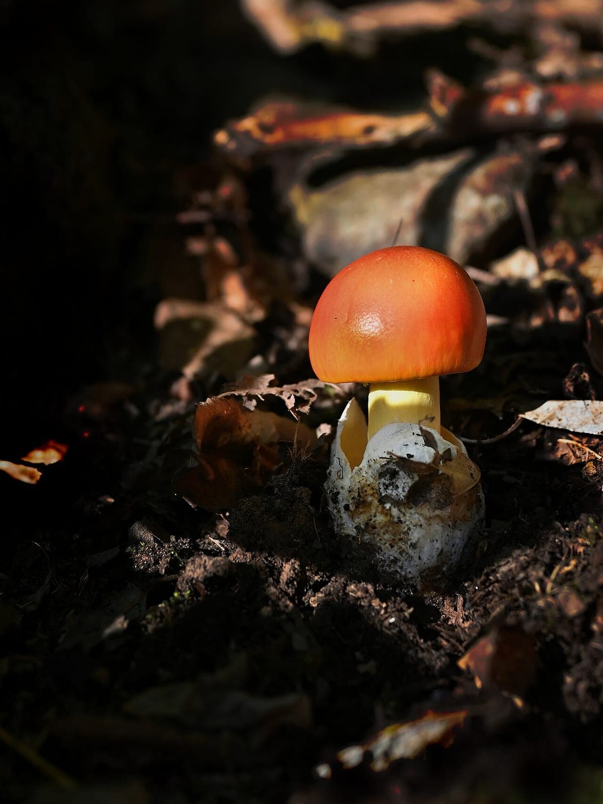 Pied jaune de l'oronge sortant d'une volve blanche en sac bien détachée à la base