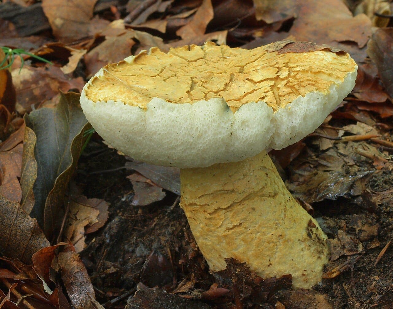 Chapeau du bolet bleuissant vu de profil, cuticule craquelée ocre à jaune et chair blanche épaisse visible au bord cassé