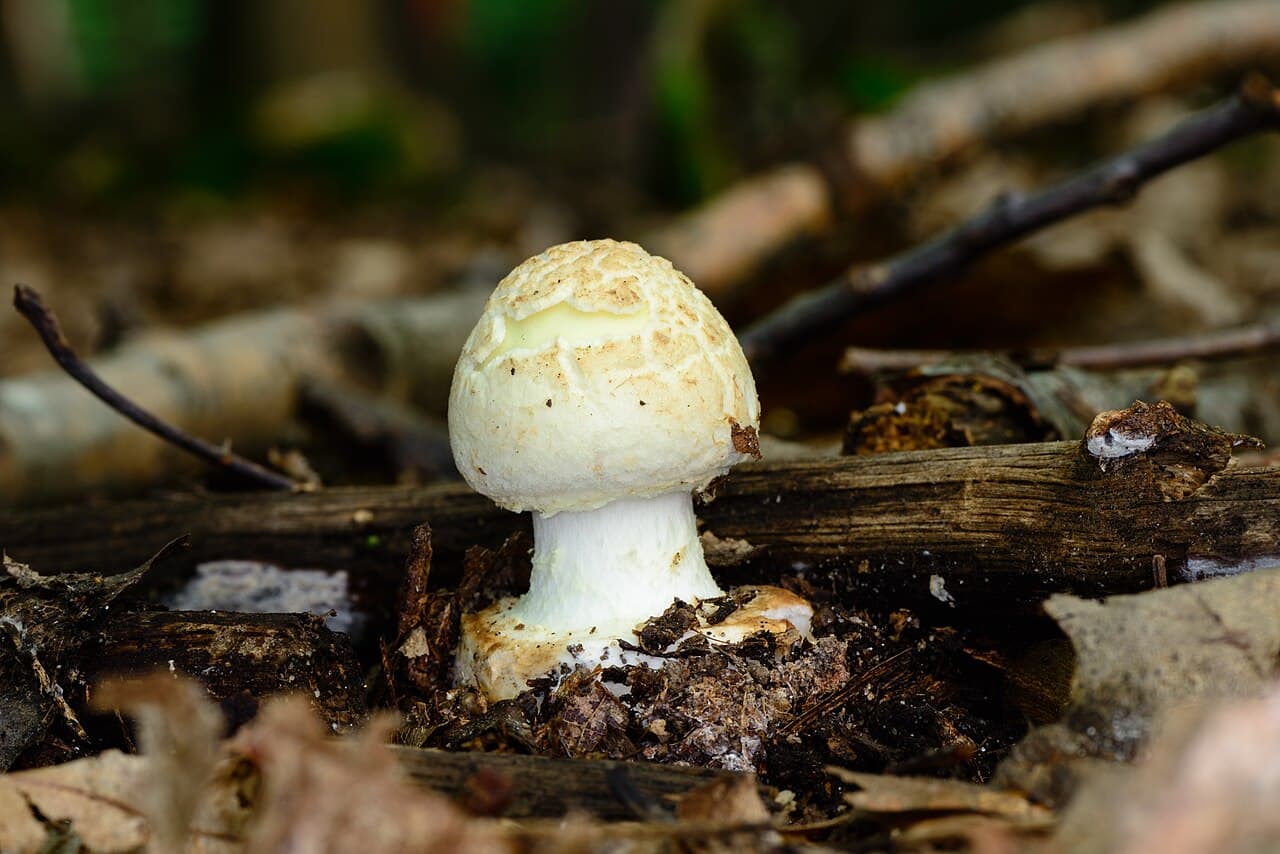 Amanite citrine (Amanita citrina) jaune pâle, montrant son bulbe arrondi nettement marginé à la base