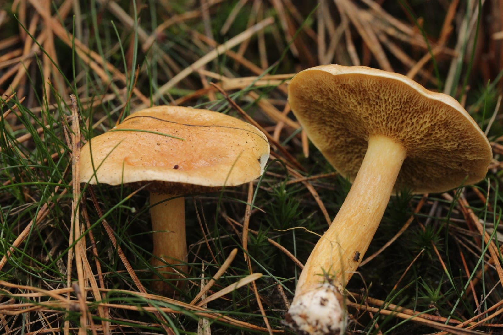 Deux bolets des bouviers (Suillus bovinus) sous pin, l'un montrant son chapeau brun jaunâtre visqueux, l'autre ses larges pores anguleux olive et son pied sans anneau