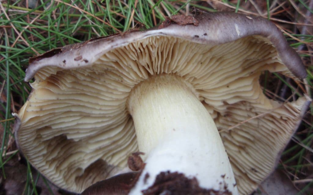 Tricholome prétentieux (Tricholoma portentosum) retourné, montrant ses lames et son pied à reflets jaune citrin sous un chapeau gris violacé