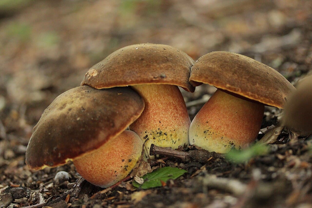 Bolets à pied rouge (Neoboletus erythropus) en groupe, montrant leurs tubes rouge orangé