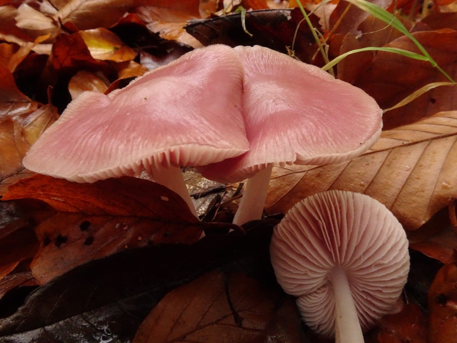 Mycènes pures (Mycena pura) au chapeau rose lilas et aux lames serrées, dans la litière de feuilles mortes