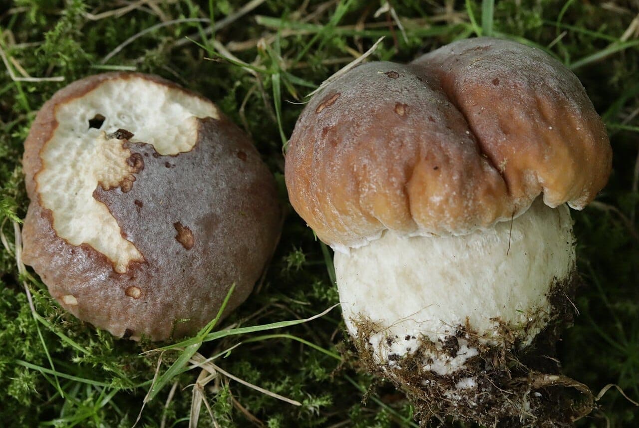 Jeunes cèpes de Bordeaux (Boletus edulis) fermes à tubes blancs, le seul profil acceptable pour une consommation crue en carpaccio