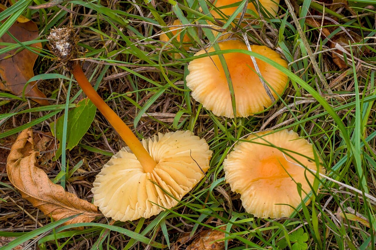 Faux mousserons (Marasmius oreades) dans l'herbe, l'un retourné montrant ses lames crème espacées
