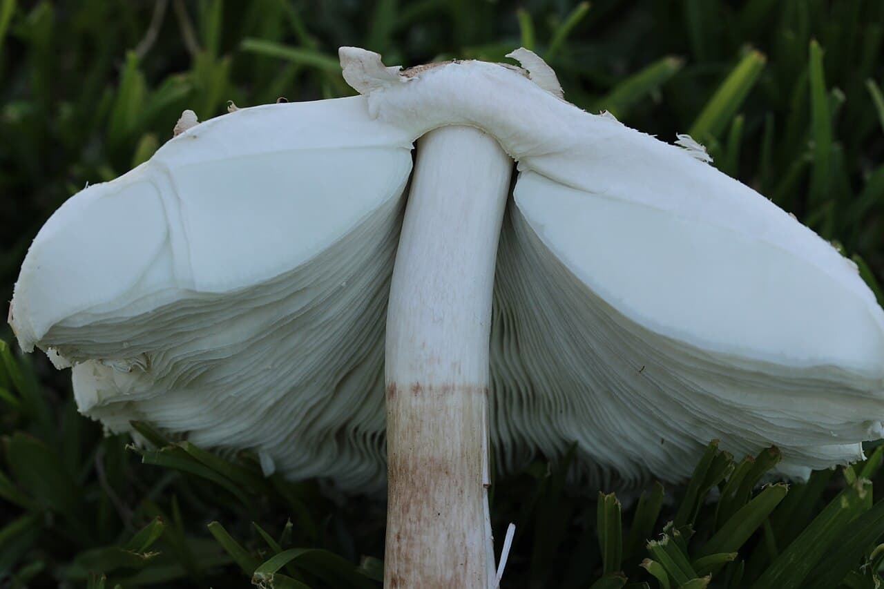 Lépiote de Morgan (Chlorophyllum molybdites) vue de dessous dans une pelouse, montrant ses lames et son anneau