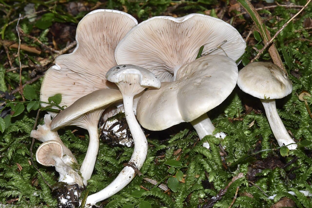 Meuniers (Clitopilus prunulus) dans la mousse, chapeaux blancs mats et lames descendant sur le pied