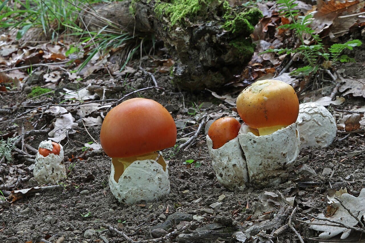 Oronges (Amanita caesarea) sortant de leur volve blanche en sac, chapeau orange vif et pied jaune