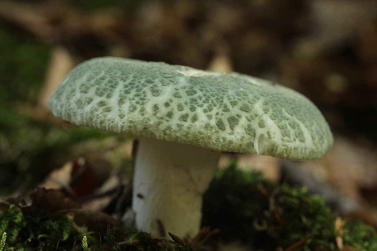 Russule verdoyante (Russula virescens) : chapeau vert-de-gris couvert de craquelures en petites plaques