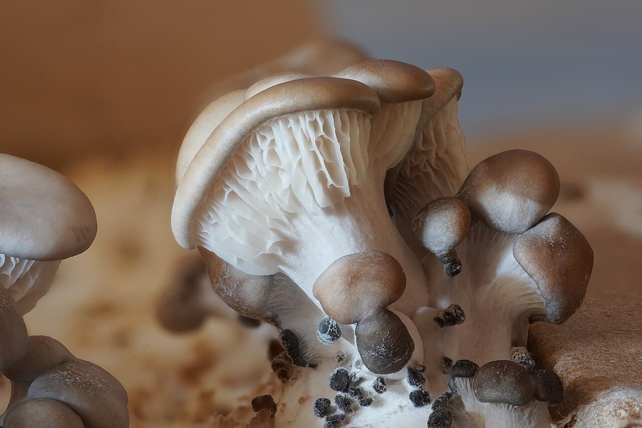 Touffe de pleurotes en huître (Pleurotus ostreatus) montrant les lames blanches descendant sur le pied latéral