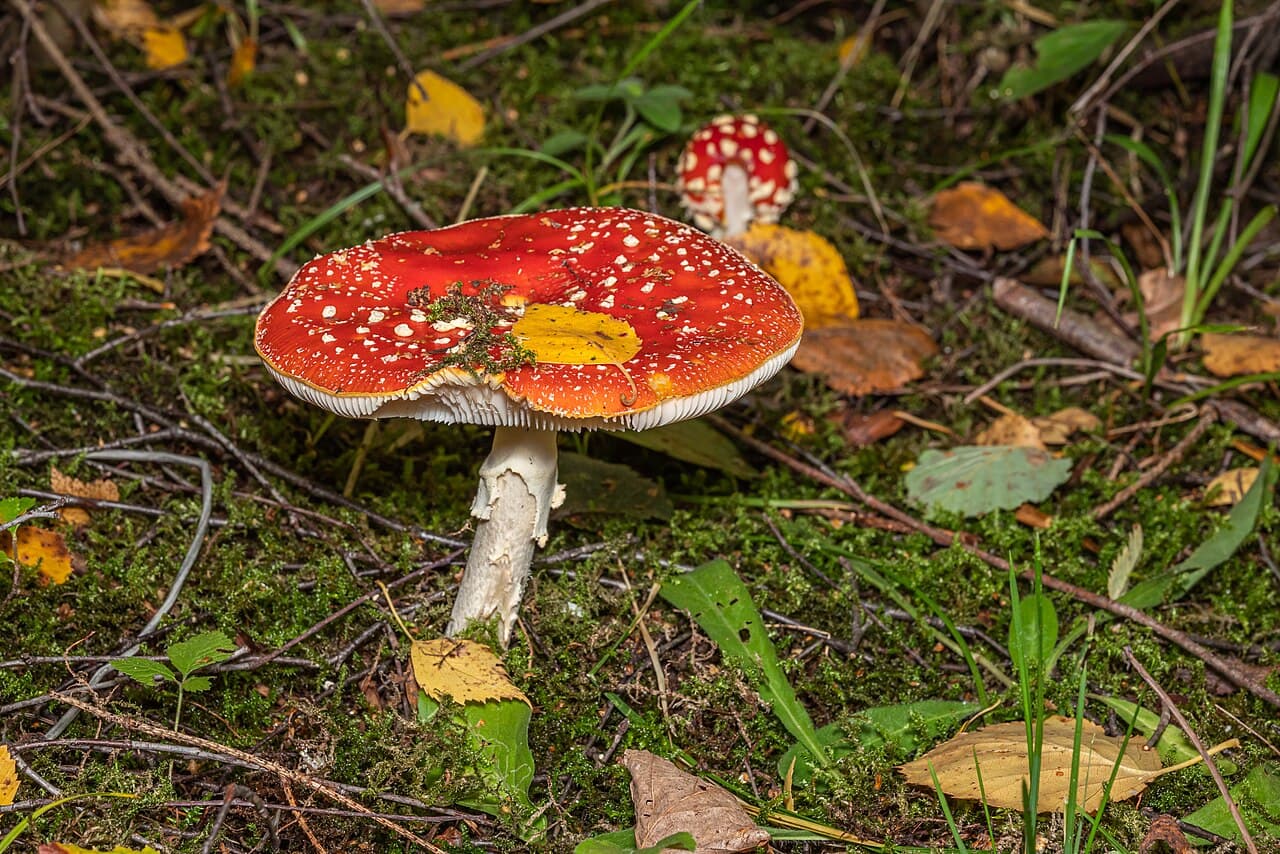 Amanite tue-mouches (Amanita muscaria) à chapeau rouge écarlate floconneux de blanc, lames et pied blancs