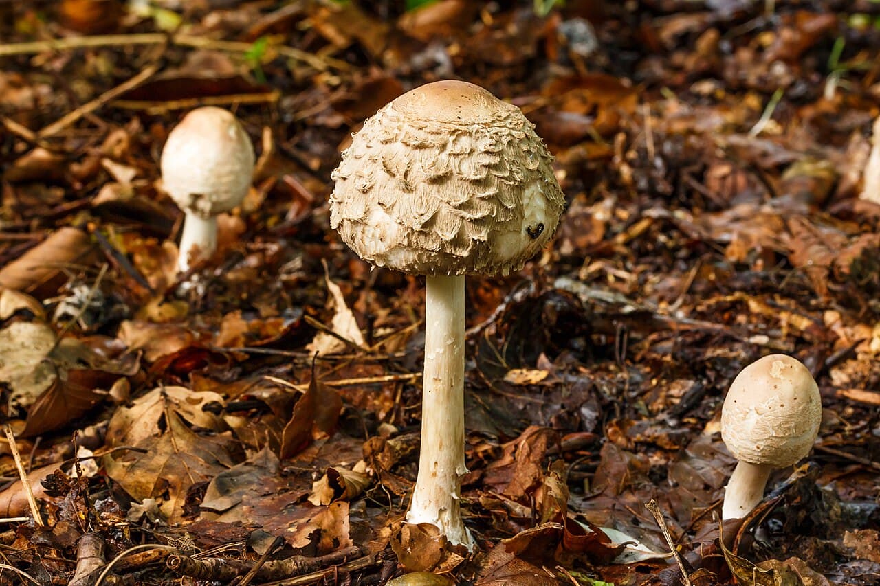 Lépiote déguenillée (Chlorophyllum rhacodes) à chapeau couvert de grosses écailles retroussées, en litière de hêtre