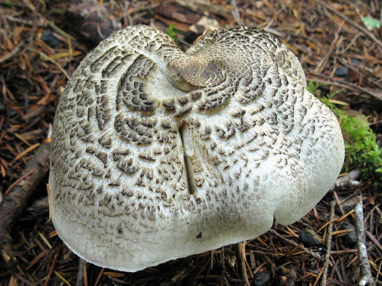 Tricholome tigré (Tricholoma pardinum) : chapeau gris couvert de mèches concentriques formant un dessin tigré