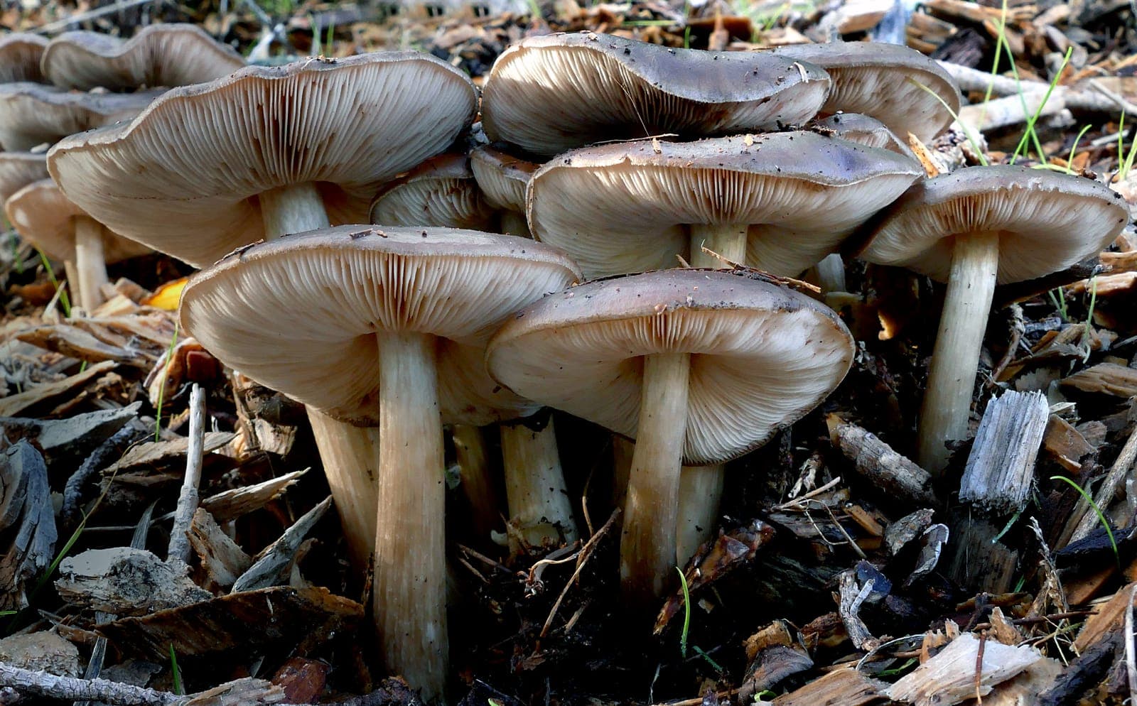 Dessous d'un groupe de plutées couleur de cerf montrant les lames libres et serrées, encore claires chez ces sujets jeunes