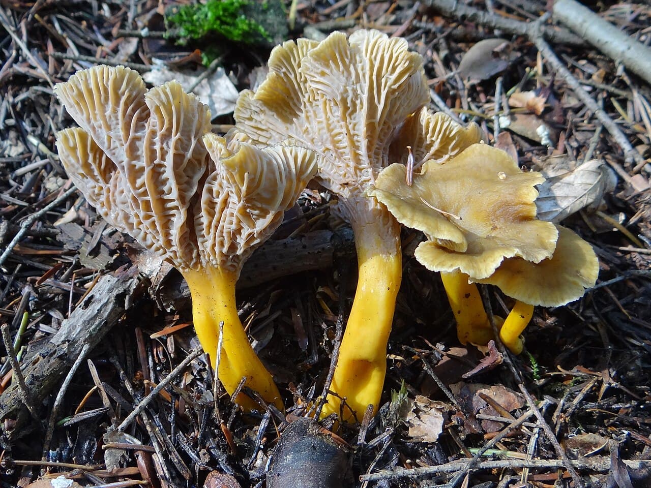 Chanterelles jaunissantes (Craterellus lutescens) montrant leur pied jaune orangé vif et leur face fertile ridée