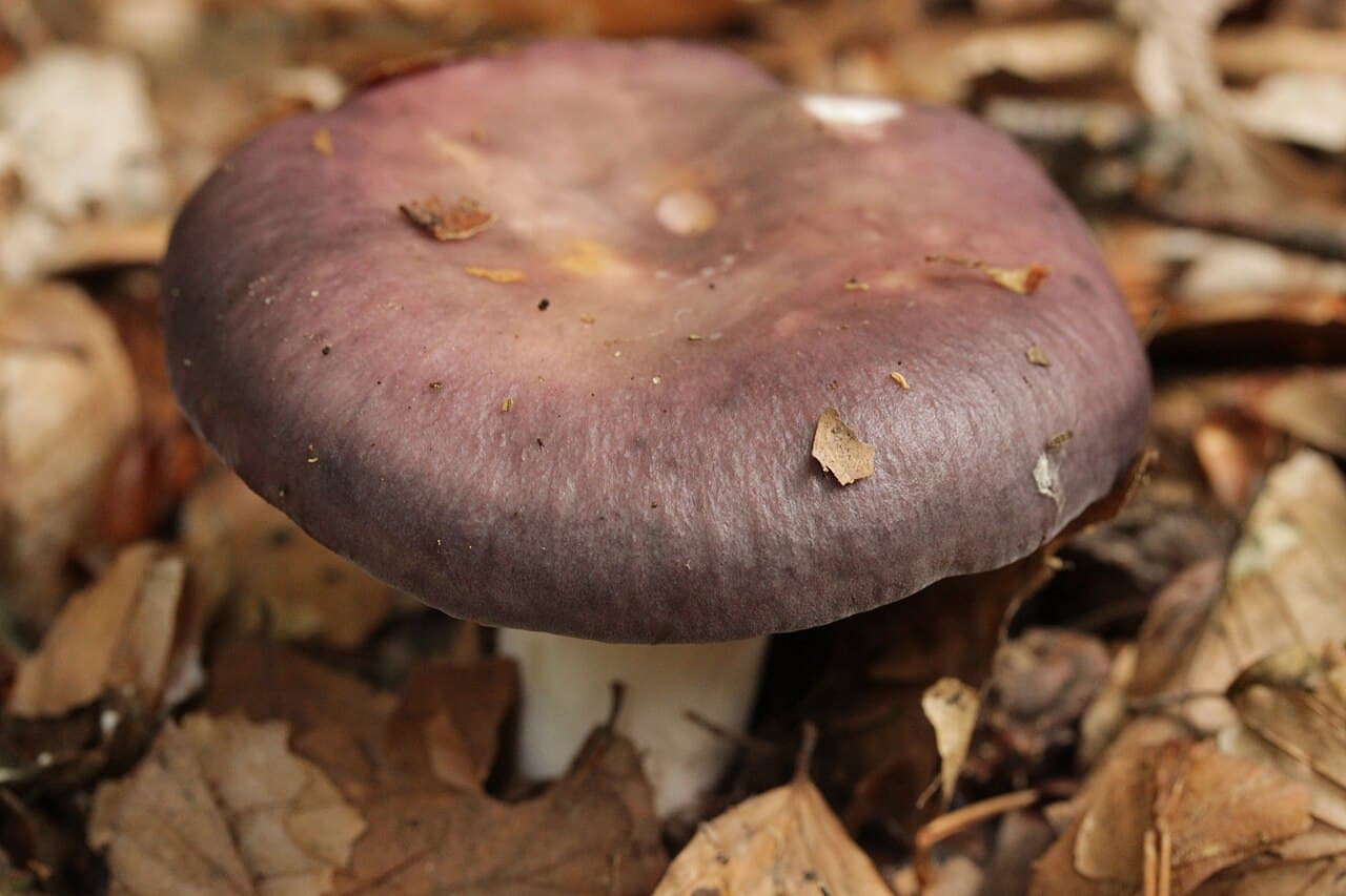 Russule charbonnière (Russula cyanoxantha) à chapeau lilas violacé et pied blanc, dans la litière de feuillus