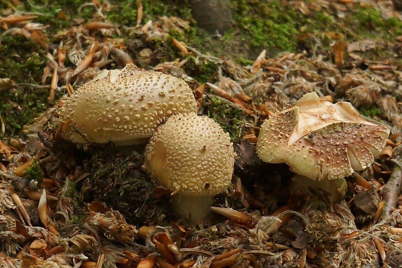 Amanites épaisses (Amanita spissa) à chapeau gris brun couvert de flocons grisâtres