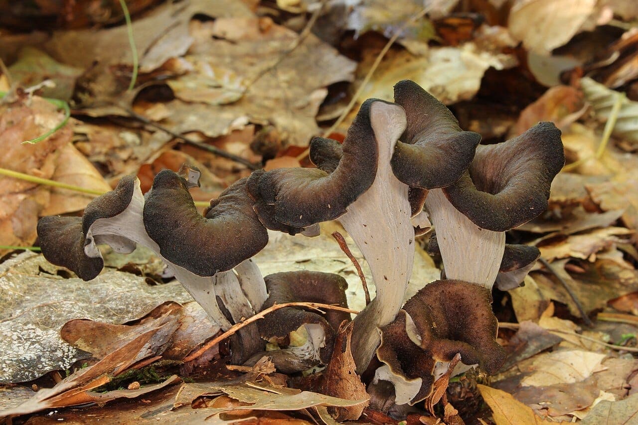 Trompettes de la mort (Craterellus cornucopioides) dans les feuilles mortes : chapeaux en entonnoir brun-noir, face externe grise et lisse sans lames