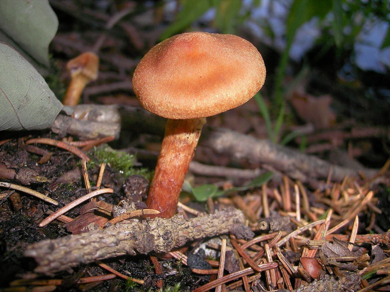 Cortinaire couleur de rocou (Cortinarius rubellus) roux orangé à pied fauve, dans les aiguilles de conifères