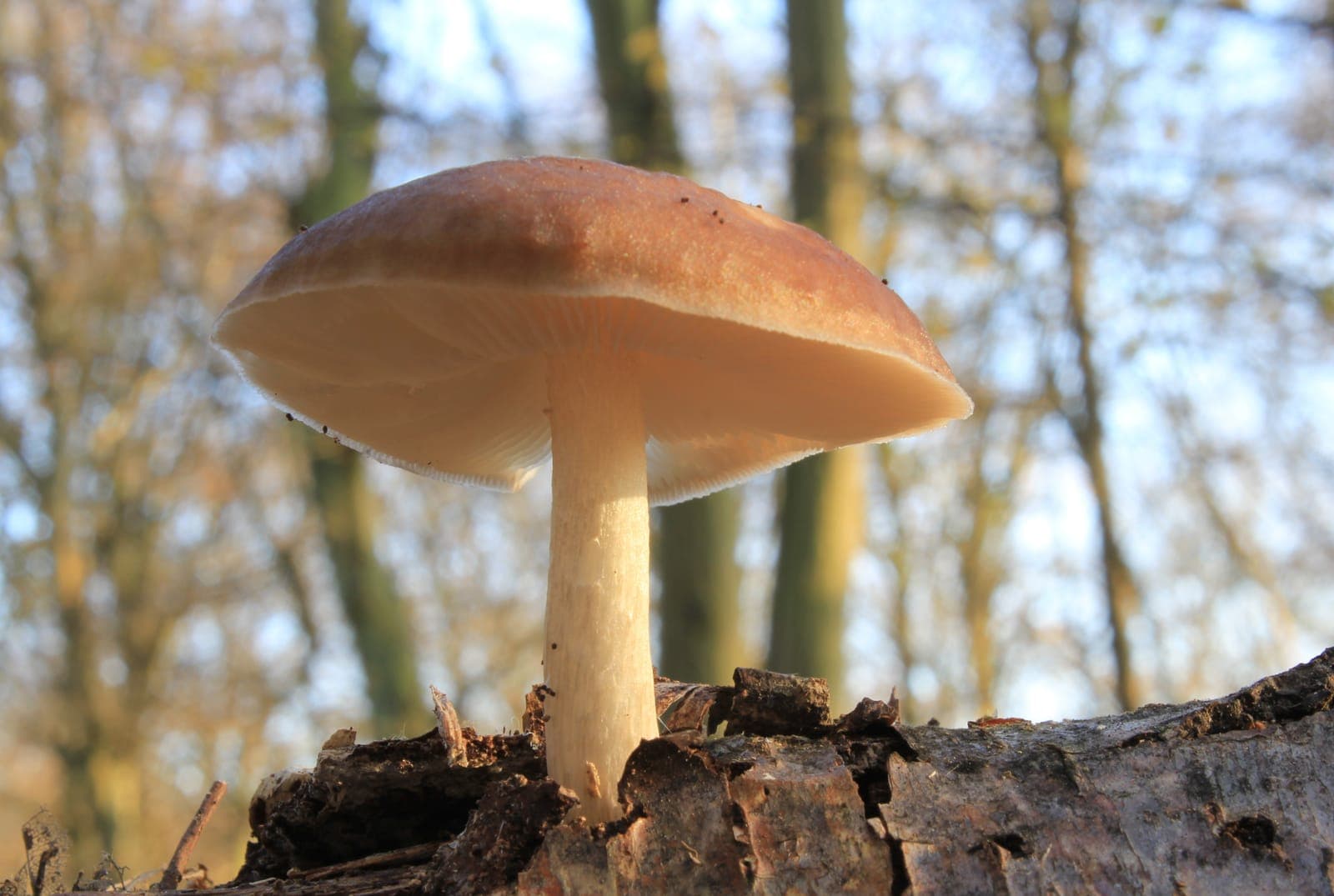 Plutée couleur de cerf (Pluteus cervinus) poussant seule sur un tronc mort, chapeau brun et lames pâles visibles de profil